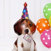 [GRABO] 은박 생일퍼피 41인치