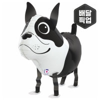 [GRABO] 헬륨 워킹벌룬 보스턴테리어 [차량배달/매장픽업]